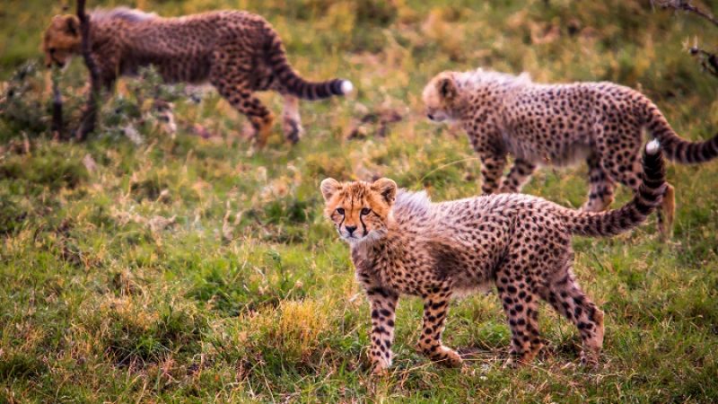 Porini Lions Masai Mara